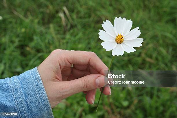 Dare Un Fiore Bianco - Fotografie stock e altre immagini di Accudire - Accudire, Fiore, Abbigliamento casual