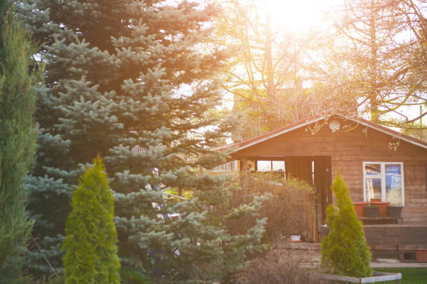 sunshine in the garden