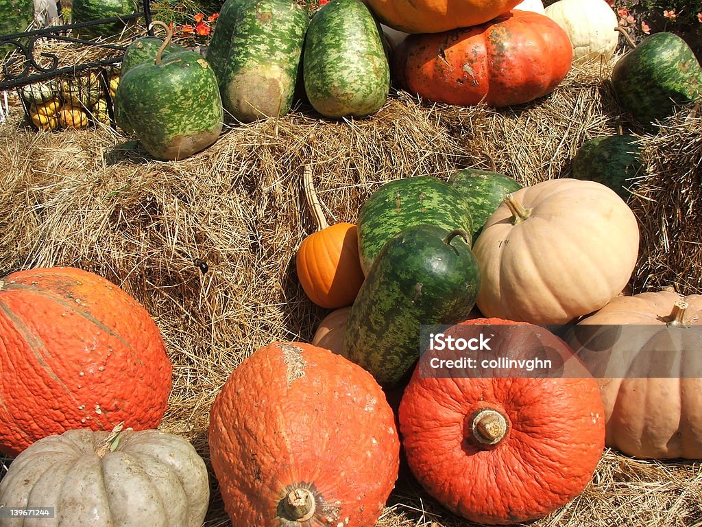 Colorato pumpkins e gourds - Foto stock royalty-free di Autunno