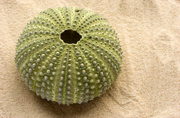 istock Green Sea Urchin 139671267