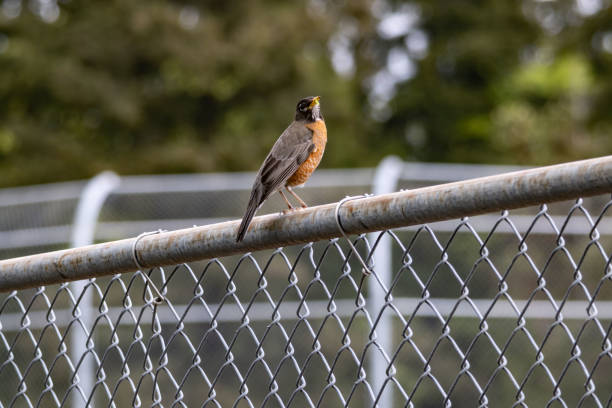 istock Bird Standing on Fence at Park 1396713140