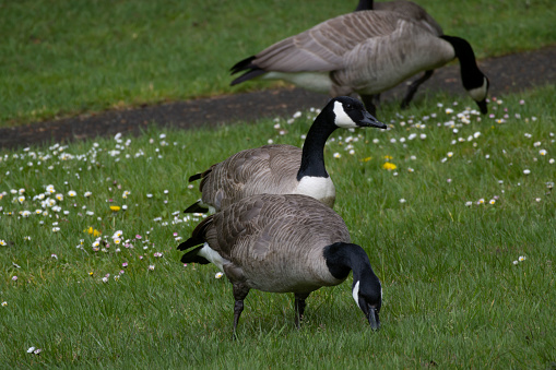 Group of Canada geese on a beautiful autumn day