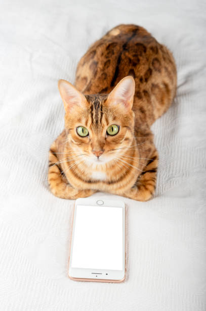 istock Domestic cat and smartphone with place to insert an image. 1396713222