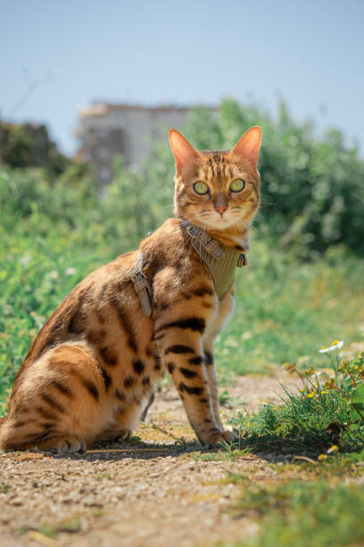 istock Bengal cat in a leather harness on a leash. 1396713236