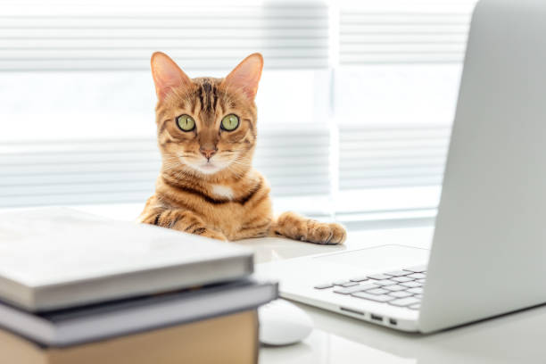 istock Smart bengal cat on the office table with a laptop and books. 1396713356