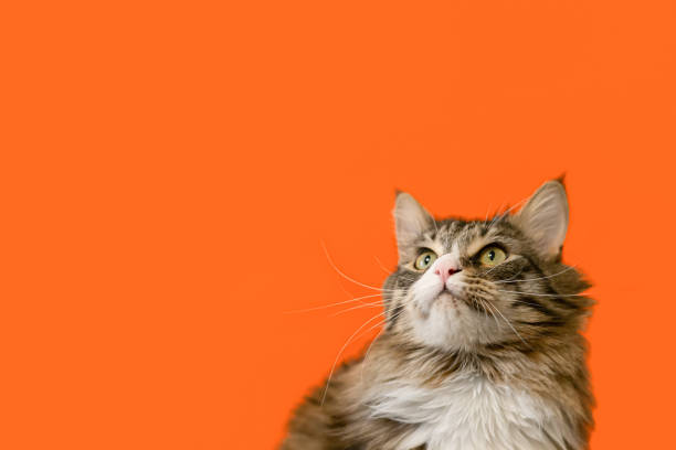 un gato maine coon. gato doméstico de pura sangre sobre un fondo naranja. mascotas. espacio de copia - longhair cat fotografías e imágenes de stock