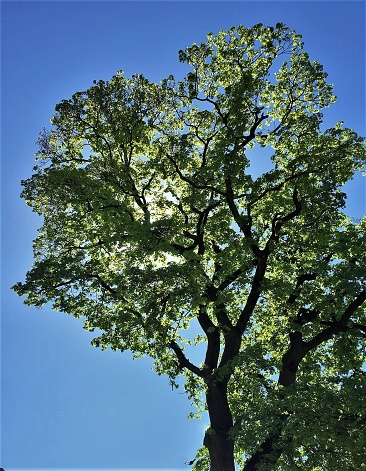 Cottonwood Tree in Springtime with Fresh Green Foliage - First pop of spring nature scenic image with lush green foliage and crisp blue sky.