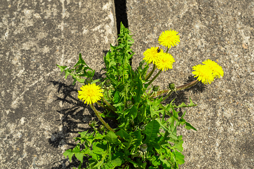 Yellow dandelion flower sprouts in a crack of concrete spring. The concept of rebirth, survival and resistance.