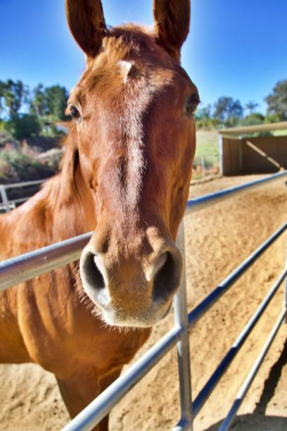 istock Close up of horse head 1396714633