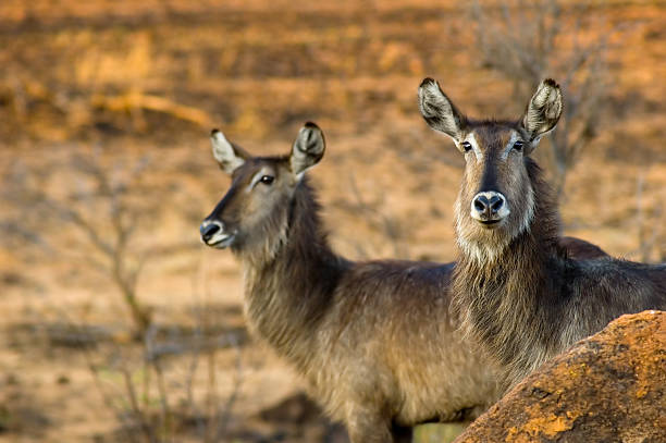 Two female Waterbucks stock photo