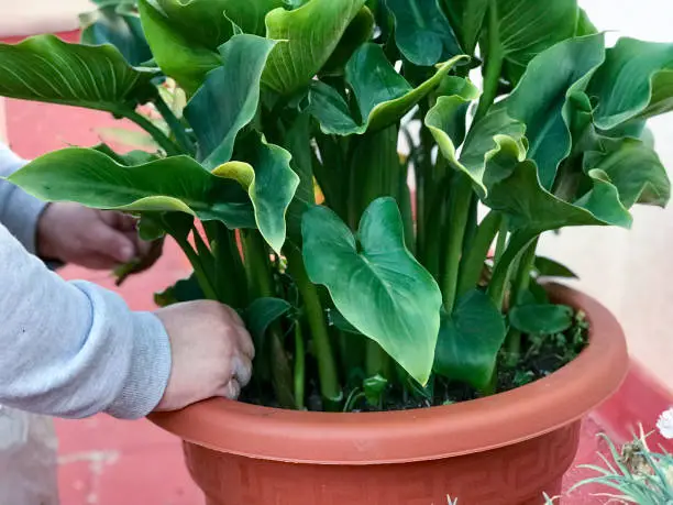 view of a woman's hands pruning a green plant in the open air, conceptual photography