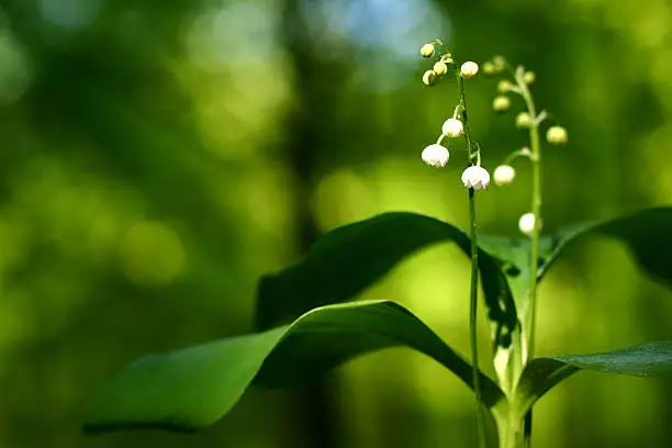 Photo of Lily-of-the-valley  closeup
