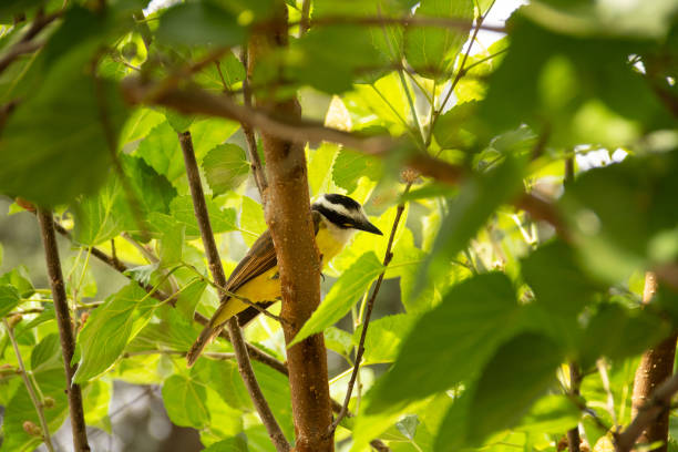 istock Pitangus sulphuratus. 1396715774