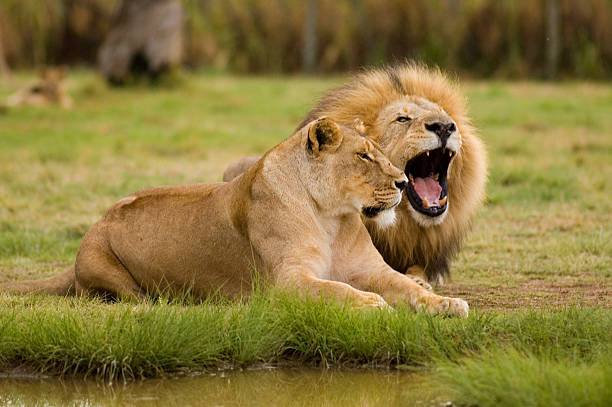 Lion roar stock photo