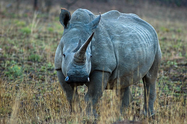 Rhino stock photo