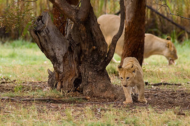 Lion Cub and Mother stock photo