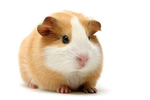 guinea pig over white stock photo