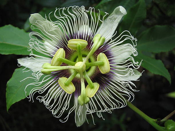 istock Closeup of a passiflora/passionfruit flower 139671643