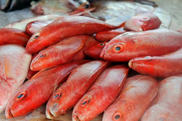 particolare del mercato del pesce - fish catch of fish seafood red snapper foto e immagini stock