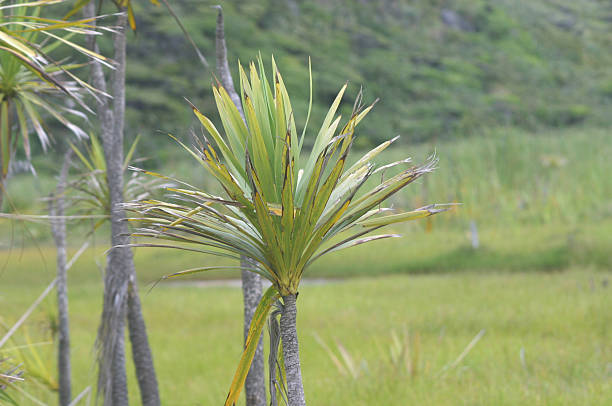 cabbage tree karekare stock photo