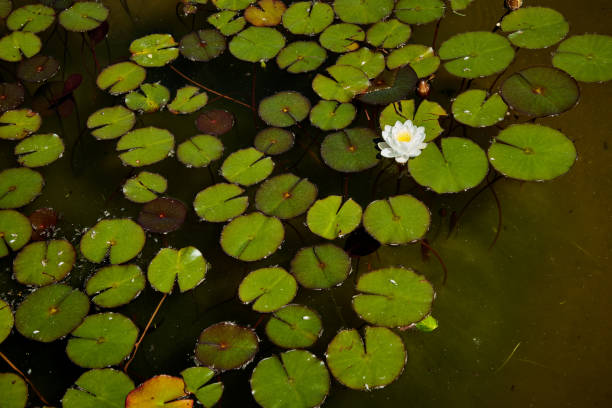 istock White water lily flower in a small pond 1396718424