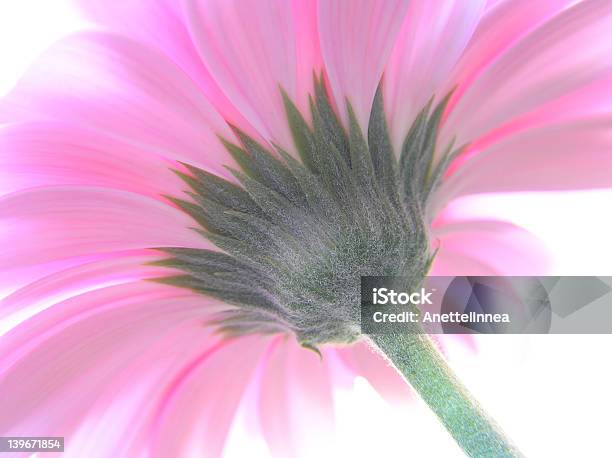 Rosa Gerbera Stockfoto und mehr Bilder von Baumblüte - Baumblüte, Bauwerk, Bewegungsunschärfe