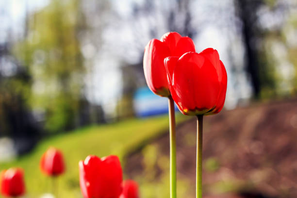 Red tulips isolated on a blurred background in Poland