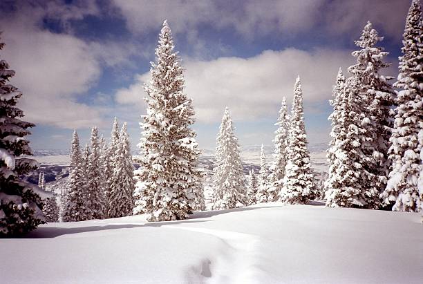 Covered Trail Photo of covered ski tracks at Steamboat Springs ski resort in Colorado. steamboat springs stock pictures, royalty-free photos & images