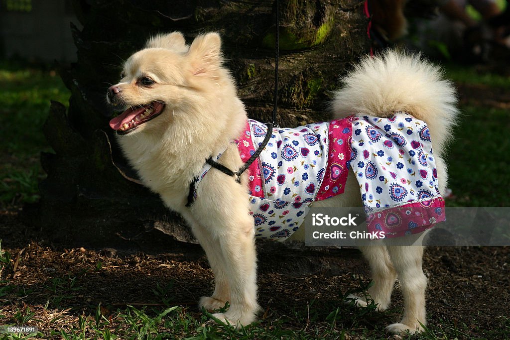 Spitz side profile Side view of a white dog of pomeranian and spitz heritage in dog pyjamas Animal Stock Photo