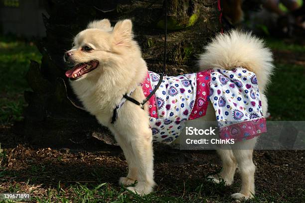 Spitz Side Profile Stock Photo - Download Image Now - Animal, Cheerful, Clothing