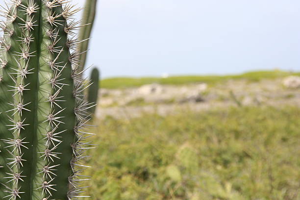 cactus curacao paisaje - photography north america cactus plant fotografías e imágenes de stock