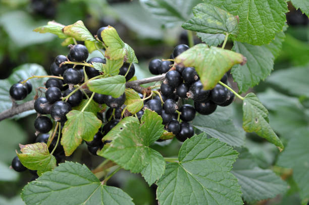 istock On the bush berries are ripe currant 1396719765