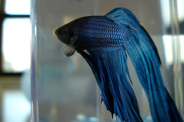 blue fighting fish/betta stock photo