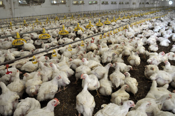 istock Farm for growing broiler chickens 1396719967