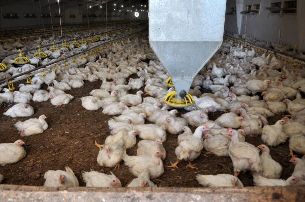 istock Farm for growing broiler chickens 1396719971