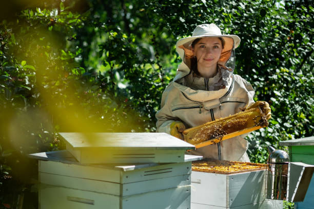 젊은 여성 양봉가는 벌집이있는 나무 프레임을 잡습니다. 꿀을 모으십시오. 양봉장에 양봉가. 양봉 개념. - beehive rural scene bee outdoors 뉴스 사진 이미지