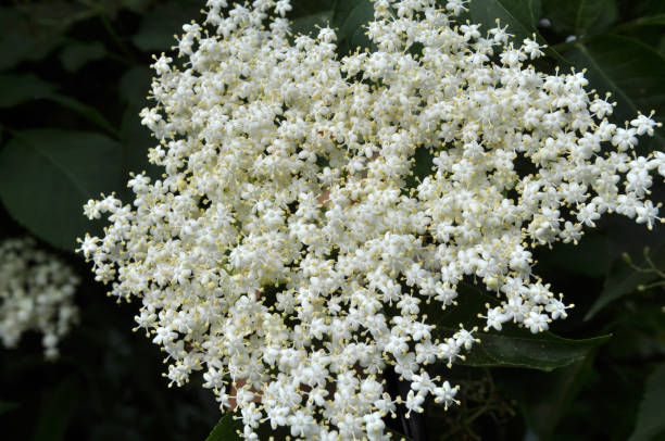 istock In nature, the elderberry blossoms 1396720468