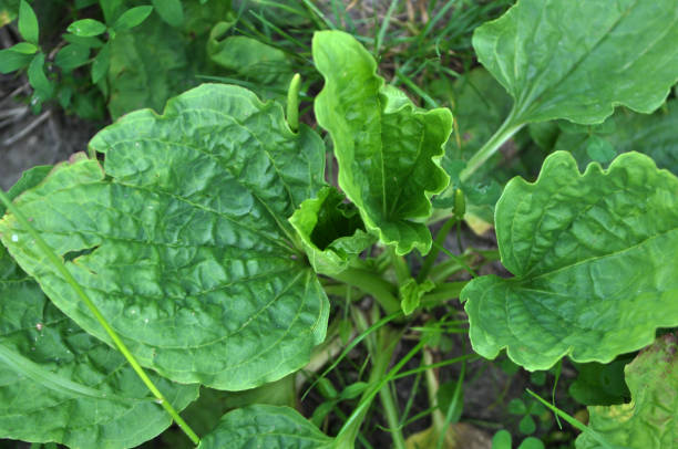 istock In nature, the plantain is growing 1396720500