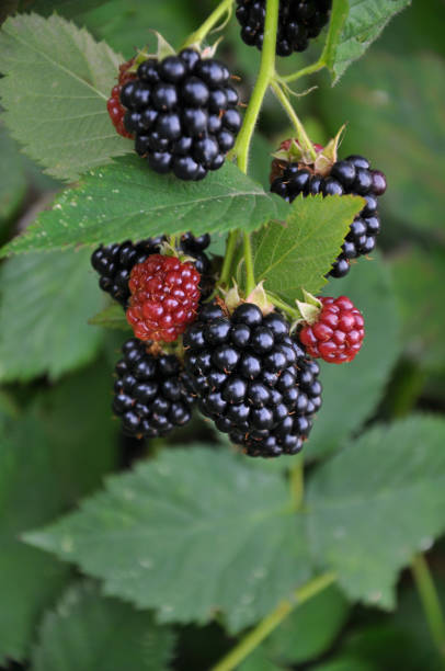 istock On the branch ripen the berries Rubus fruticosus 1396720507