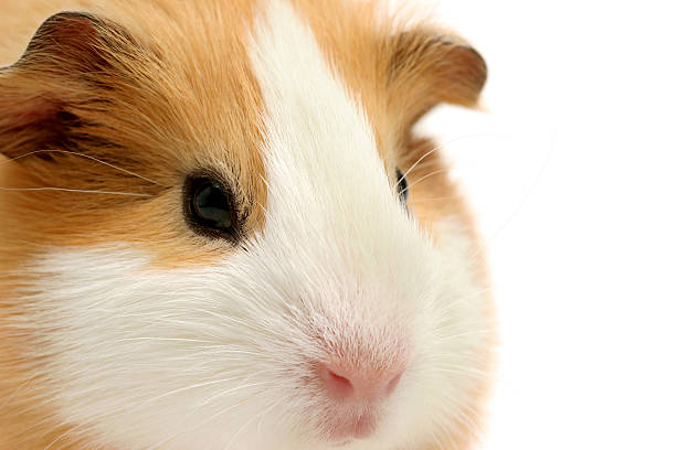 istock guinea pig closeup over white 139672059