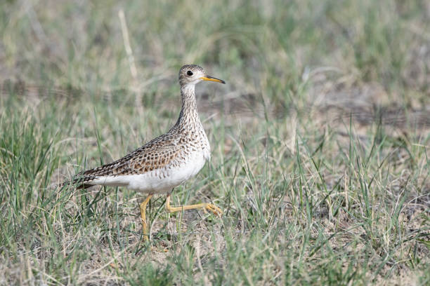 istock Upland Sandpiper (Bartramia longicauda) walking in tall grass on ranch land 1396721431