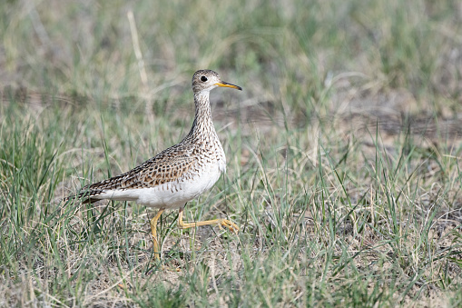 Upland Sandpiper (Bartramia longicauda) walking in tall grass on ranch land on prairie ranch land in central Montana in northwestern United States of America (USA). Closely related to the Curlews.