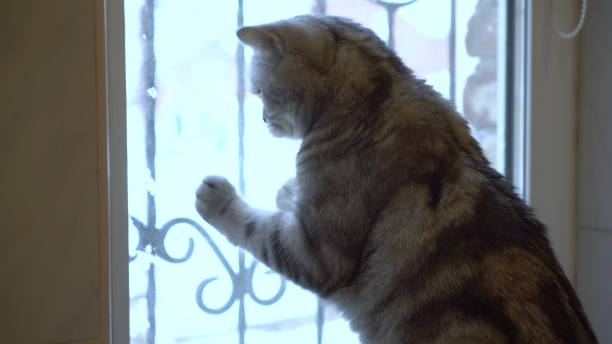 istock A gray British cat looks out the window. The cat is playing. 1396721544