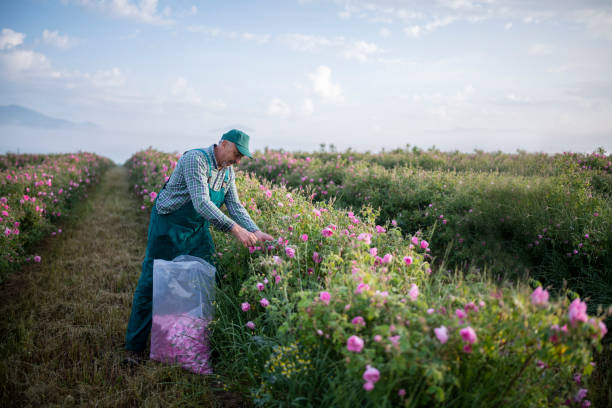 istock Elderly farmer harvesting rosa damascena. 1396721747