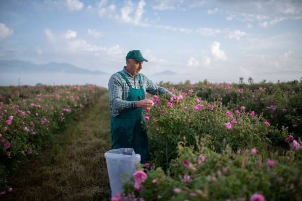 istock Elderly farmer harvesting rosa damascena. 1396721759