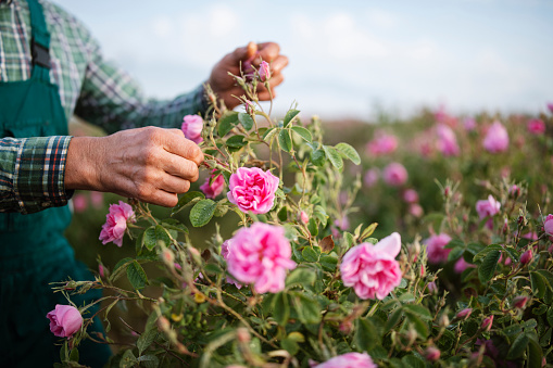 Unrecognizable farmer is picking with hands pick oil rose blossom on agriculture field.