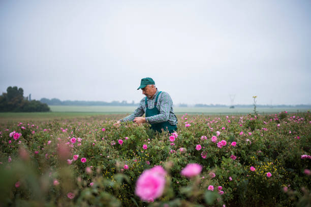 istock Elderly farmer harvesting rosa damascena. 1396721773