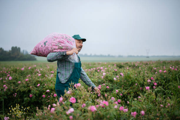 Senior farm worker harvesting rosa damascena in rose fields.