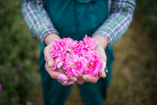 unrecognizable person is holding stack of rose blossoms while harvest.
