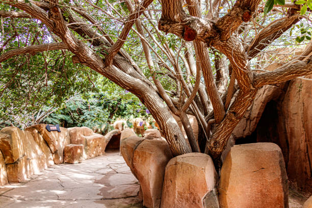 Tree, Zoo, Landscape, Spain, Lanzarote